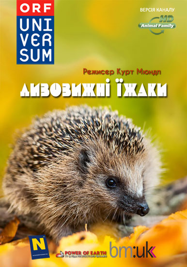 Дивовижні їжаки