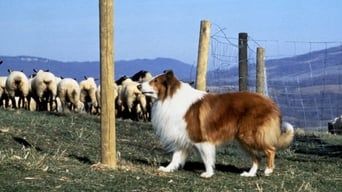 Лессі