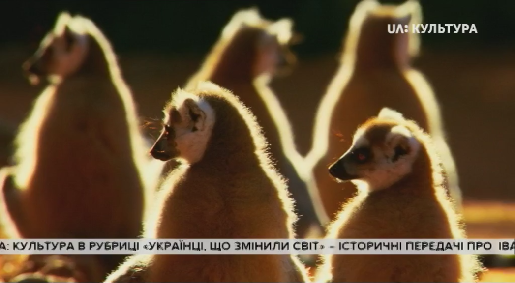 Дикий Мадагаскар