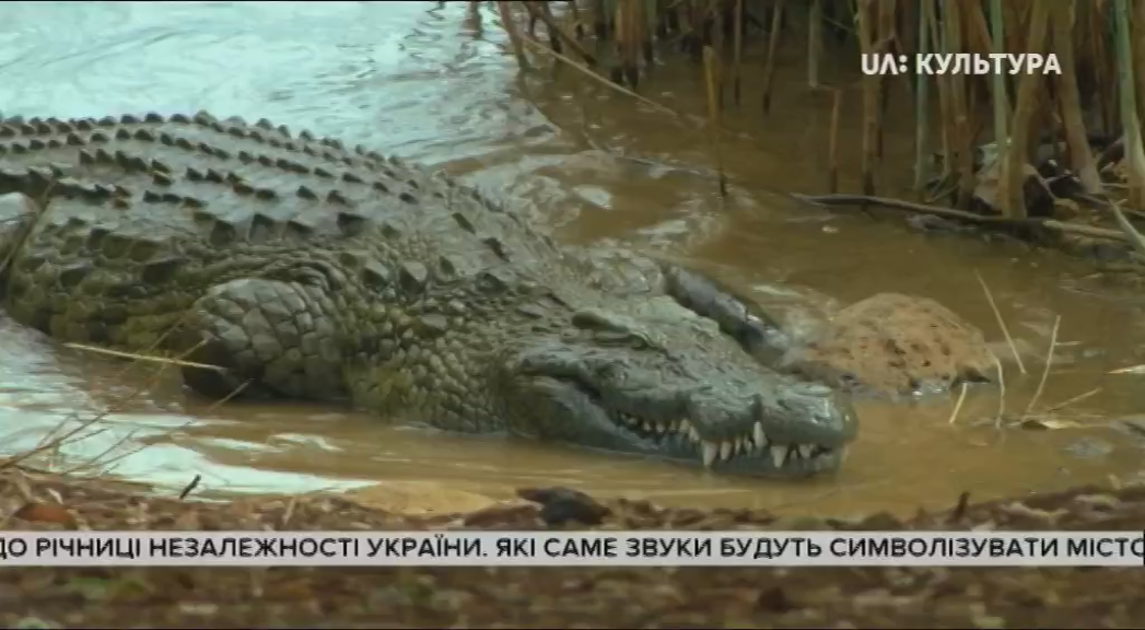 Дикий Мадагаскар