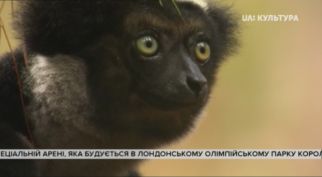 Дикий Мадагаскар