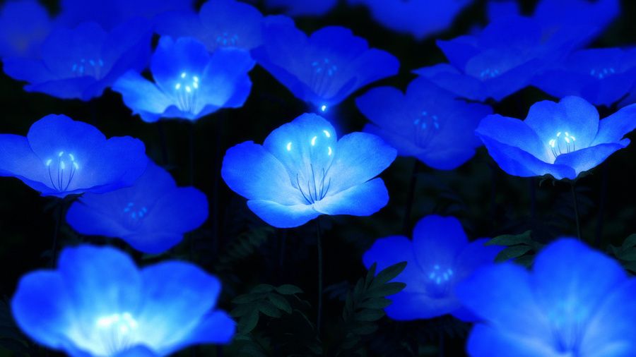 Прикрась прощальний ранок квітами надії