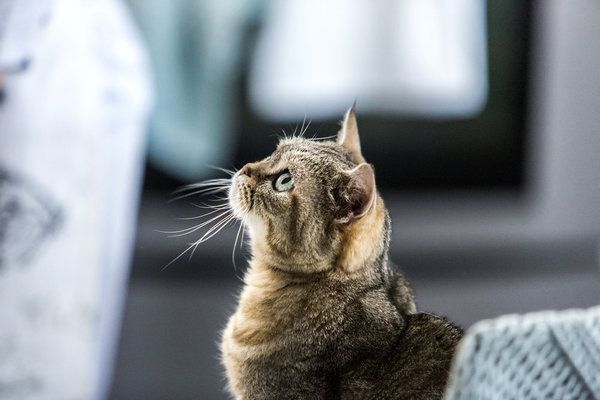 Вона спекла вбивство