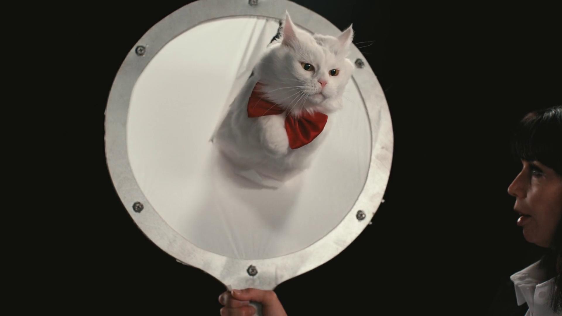 Про що думають коти