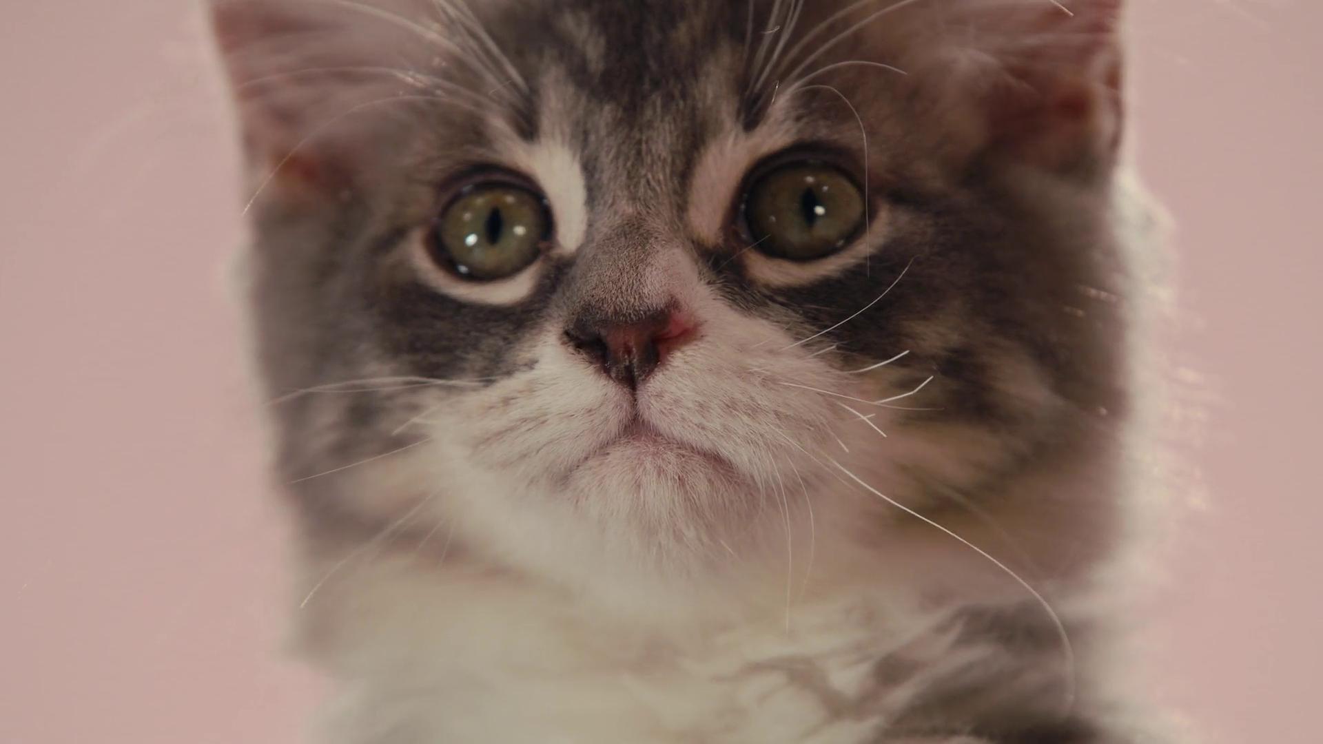 Про що думають коти