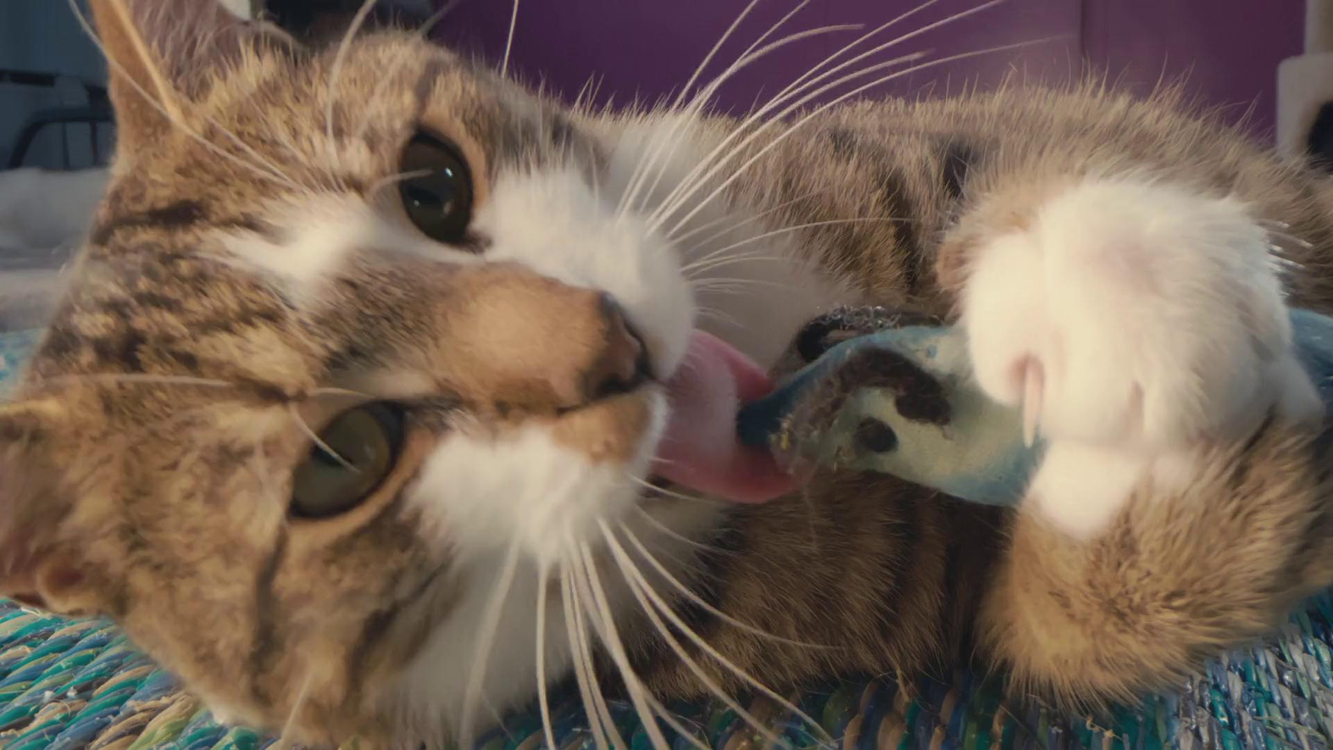 Про що думають коти