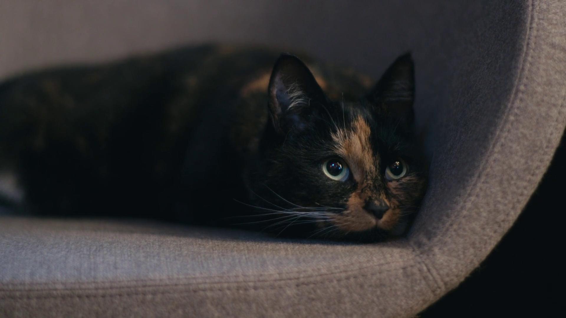 Про що думають коти