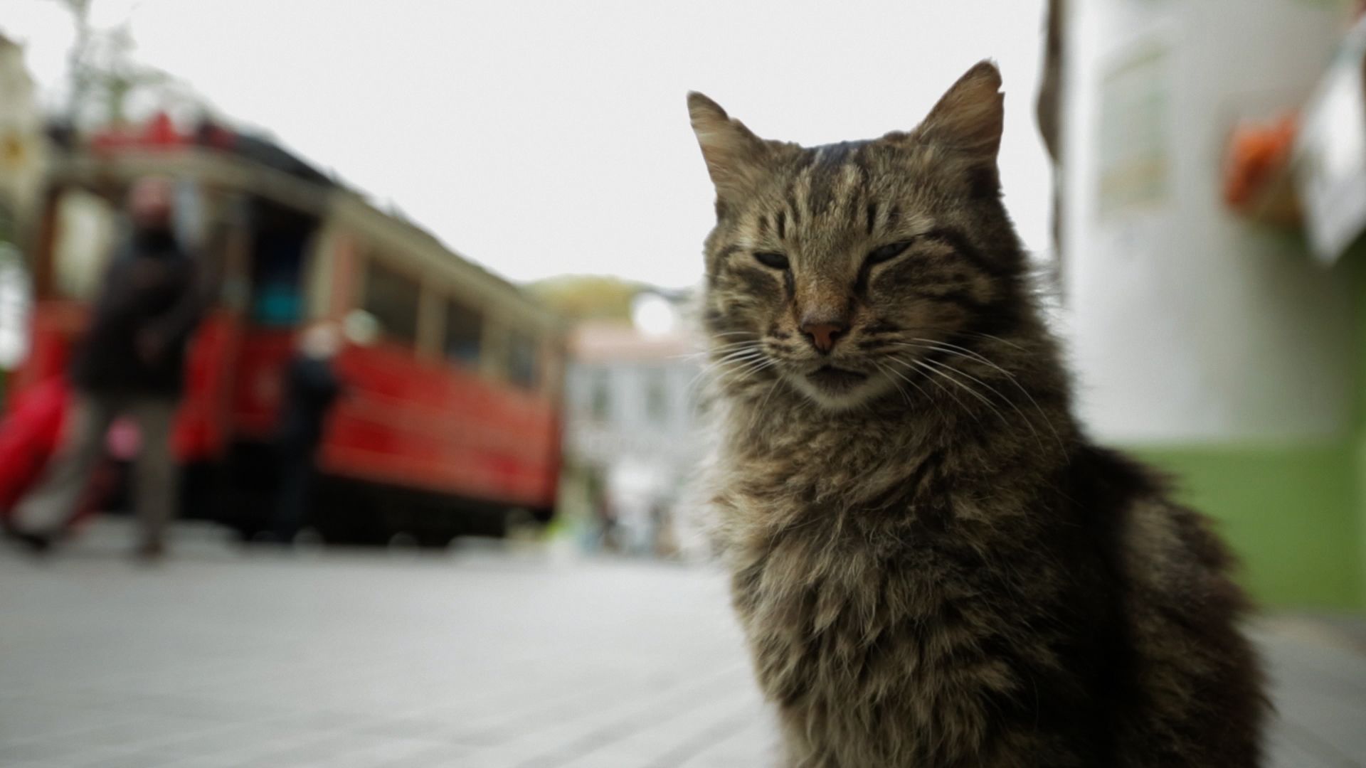 Королівство котів