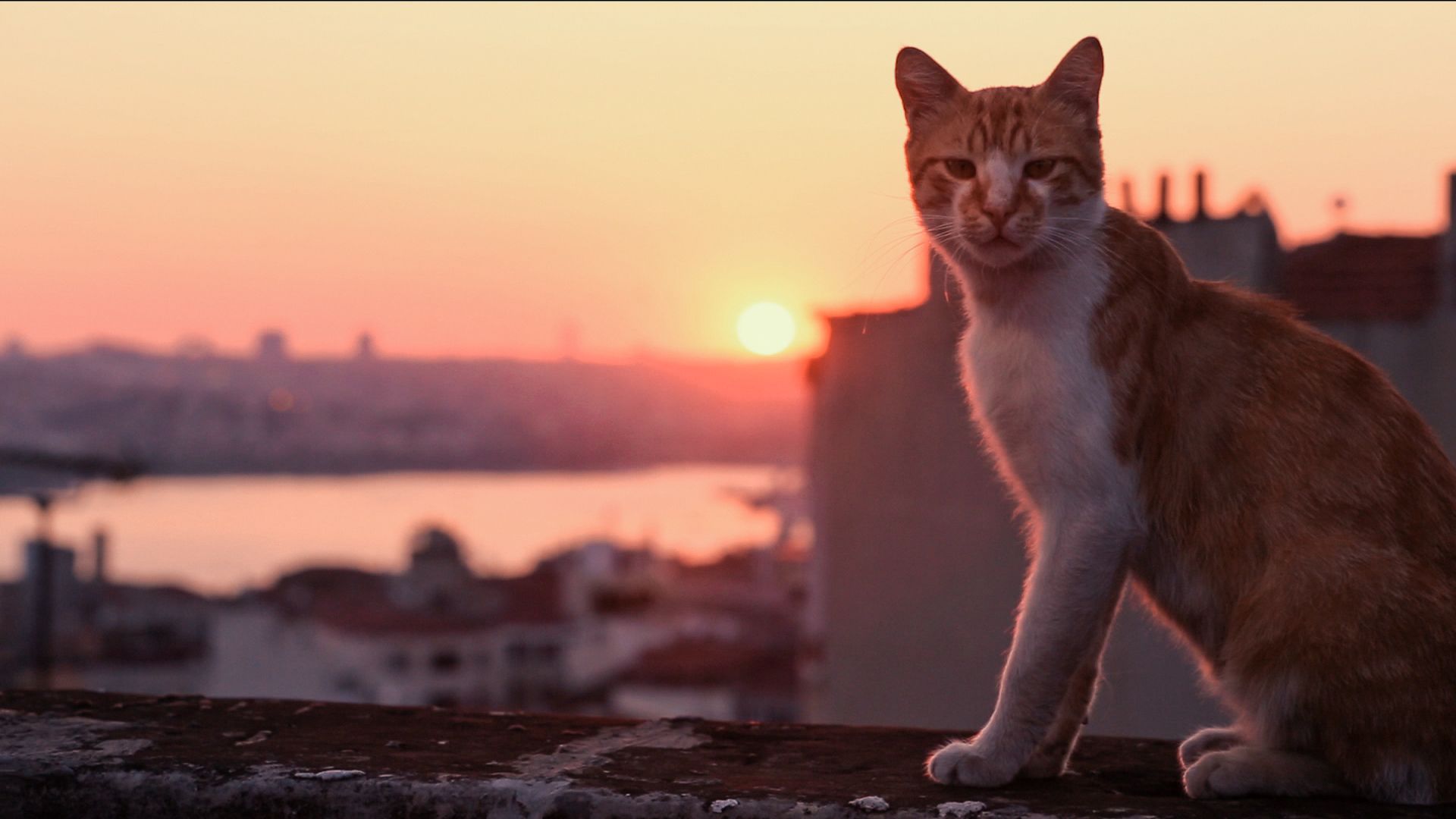 Королівство котів