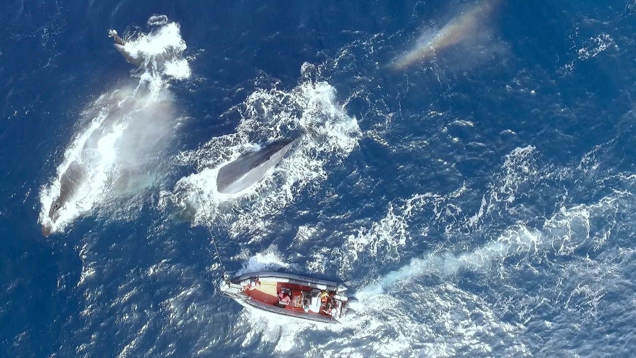 Найсамотніший кит