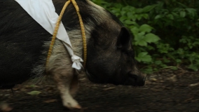 Свинка Елвіс