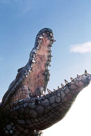 Кривавий серфінг