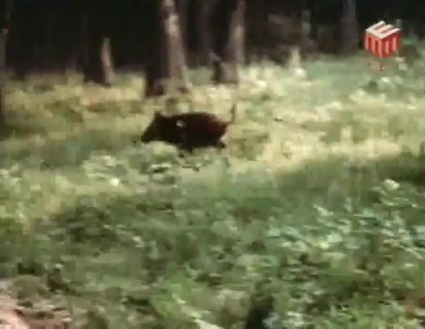 Три золотих волоски