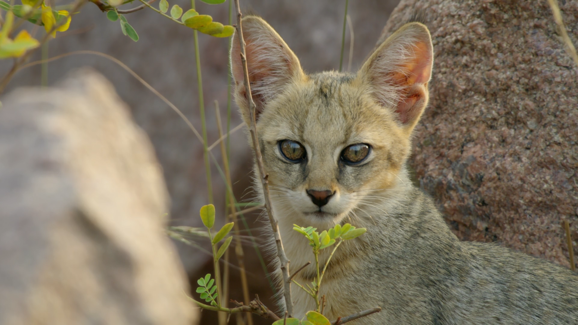 Дикі кішки Індії