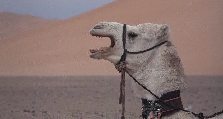 Повернення чорного скакуна