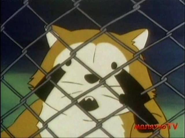 Єнотик Раскаль