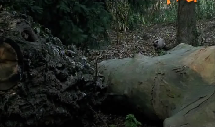 Моллі і Мопс 3 - Мопс рідко ходить сама