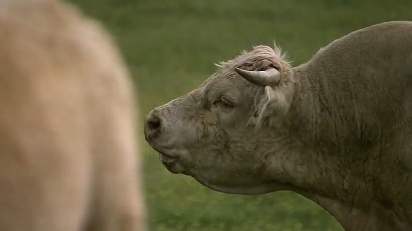 Зброя, мікроби та сталь