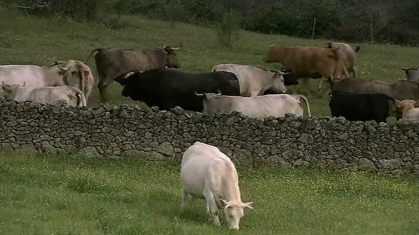 Зброя, мікроби та сталь