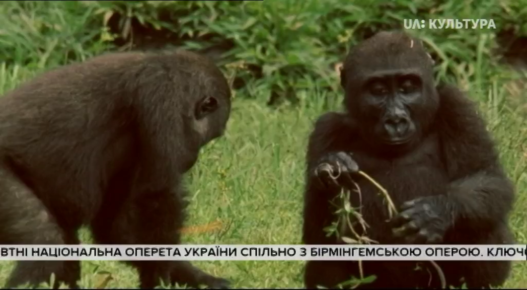 Коко - горила, що говорить з людьми
