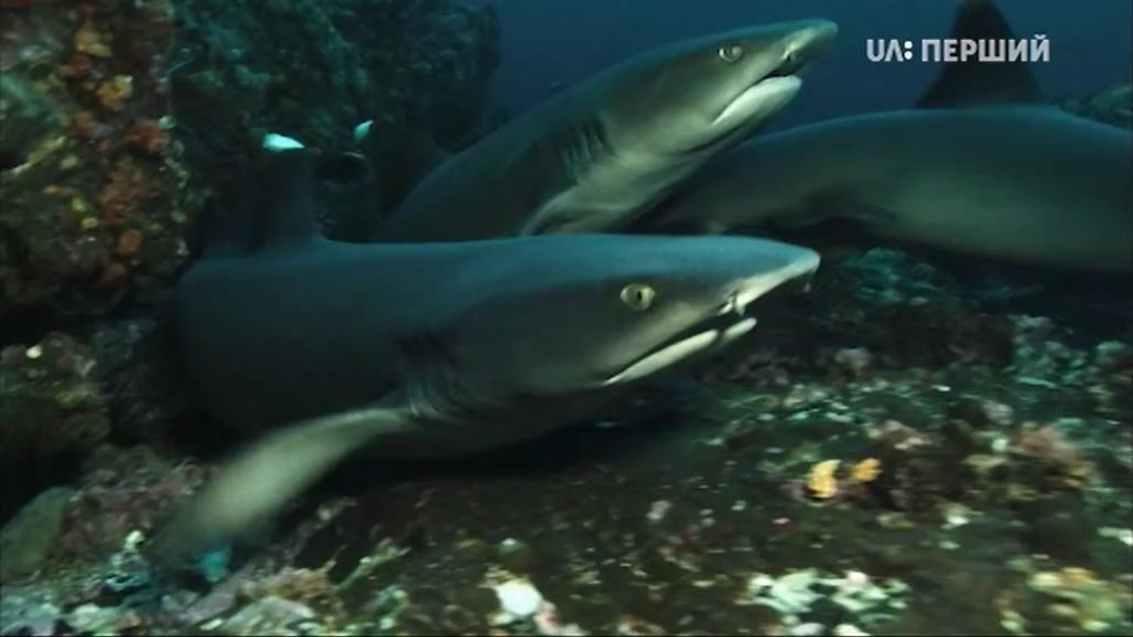 1000 днів для планети