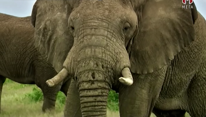 Відчувати як тварина