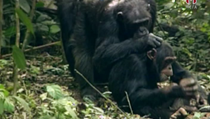 Відчувати як тварина