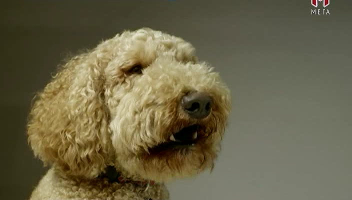 Відчувати як тварина