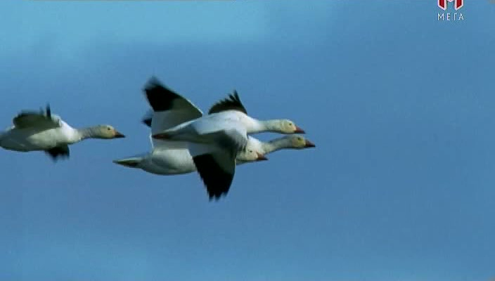 Відчувати як тварина