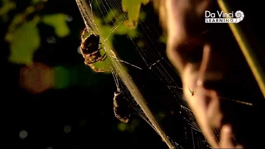 Джиммі Догерті у  саду Дарвіна / Сад Дарвіна