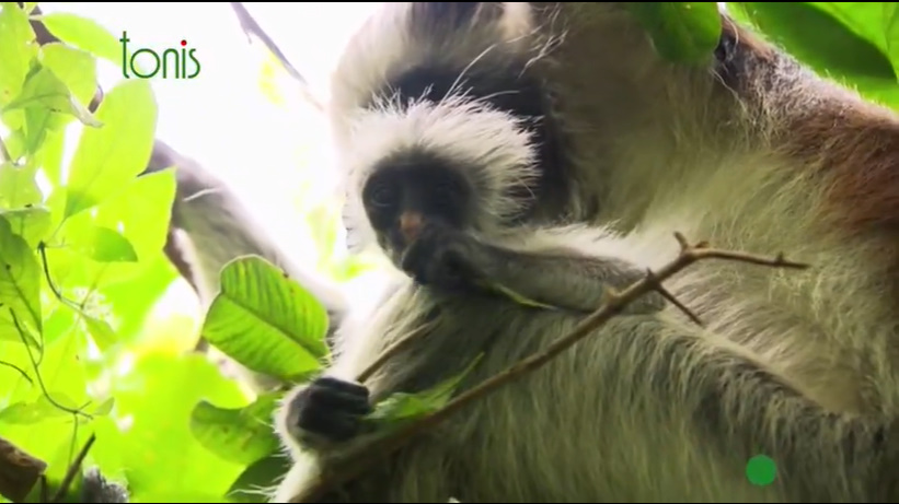 Наші витоки