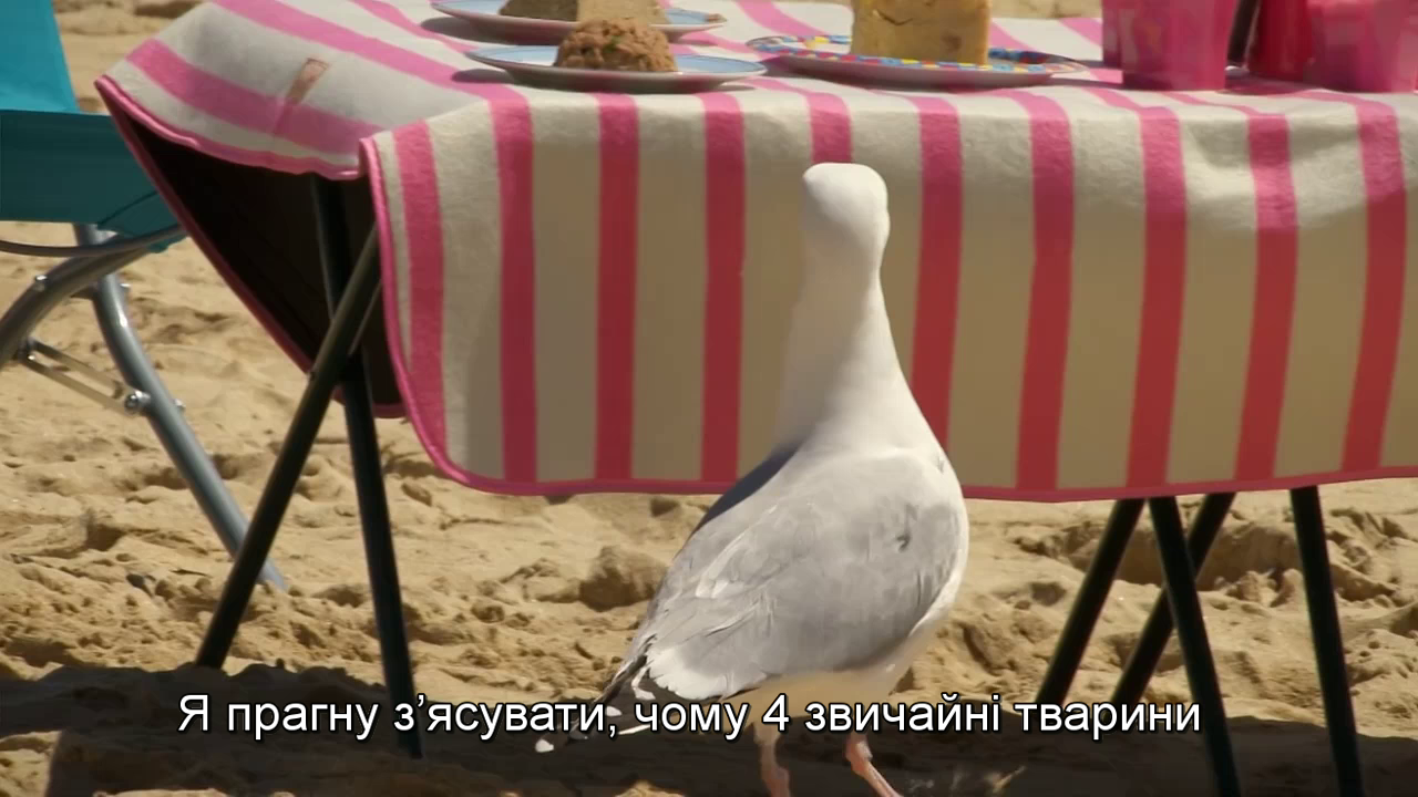 Найсміливіші злодюжки