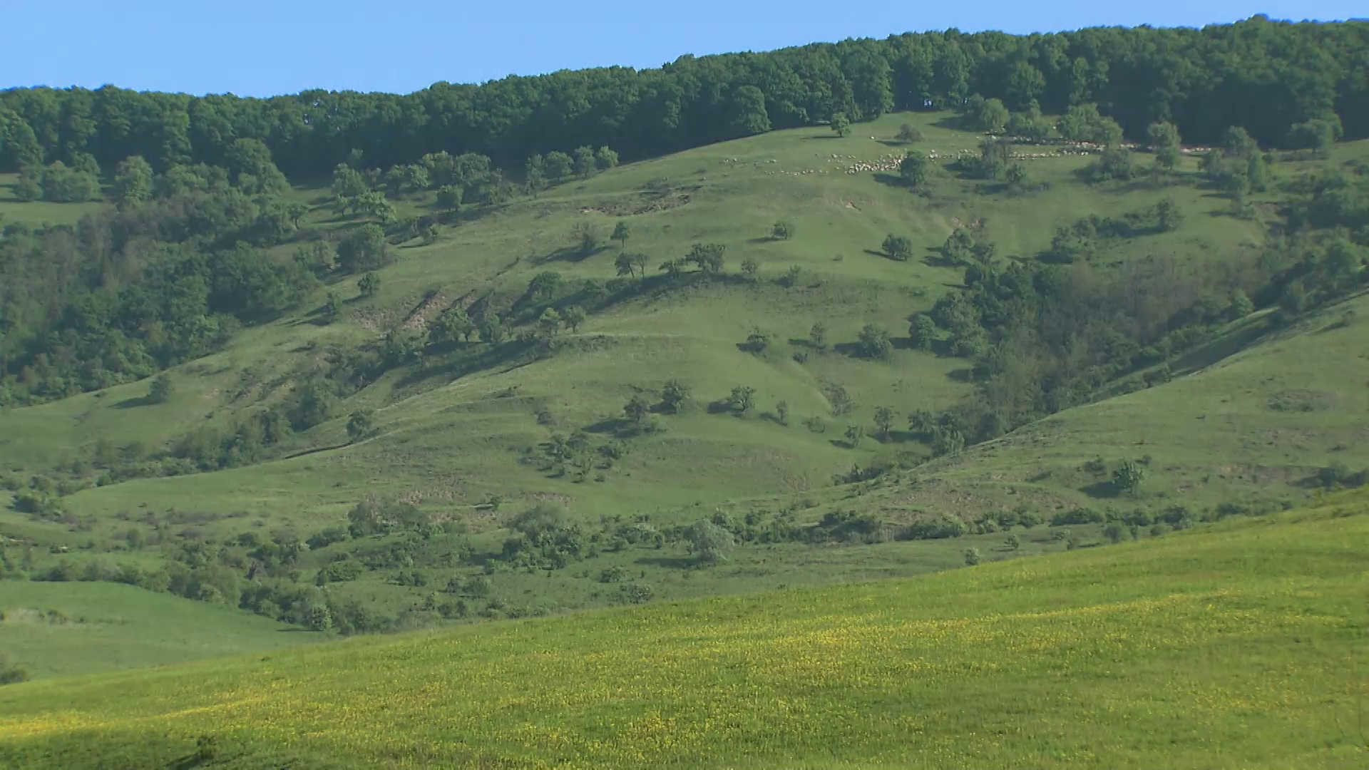 Дикі Карпати
